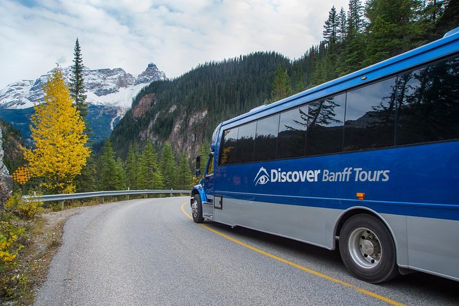 Discover Grizzly Bears from Banff - Boo at the Grizzly Bear Refuge: What an Animal-Lover Visit Feels Like
