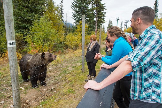 Discover Grizzly Bears from Banff - Emerald Lake: Jade Waters and a Quick, Worth-It Reset