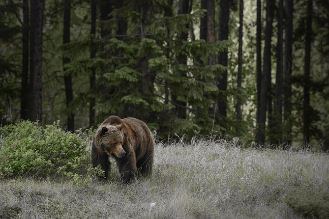 Discover Jasper and its Wildlife - Key things you’ll notice on this Jasper wildlife tour