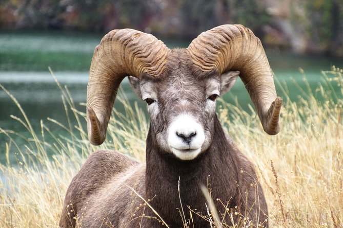 Discover Jasper and its Wildlife - The wildlife cast: who you might spot and how to think about it