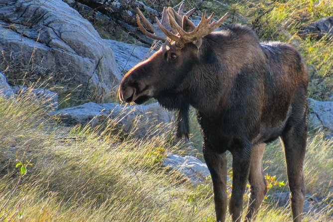 Discover Jasper and its Wildlife - When the drive feels like a self-drive: a fair reality check