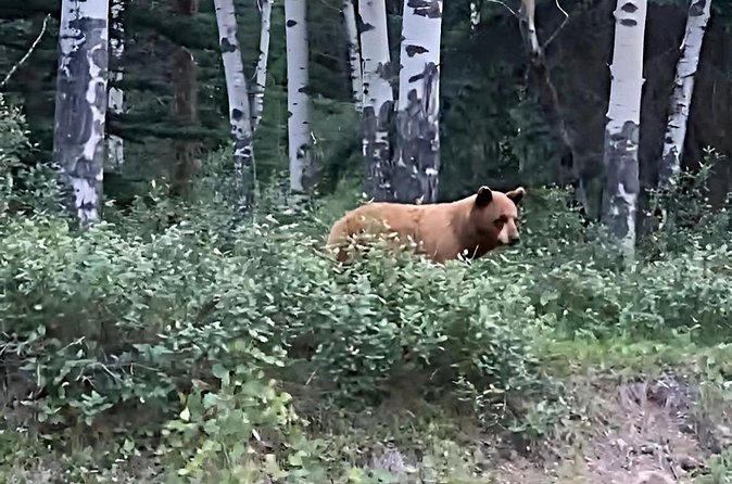 E-Bike Safari Eco Tour - Wildlife, wildfire scars, and why the route feels more meaningful than a checklist