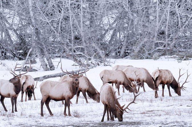 Explore Banff + Wildlife - Wildlife odds: what to watch and how to increase your chances