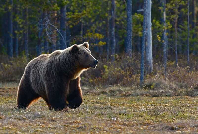 From Banff: Banff Wildlife & Scenic Highlights Premium Tour - Lake Minnewanka stop: classic views, plus seasonal ice reality