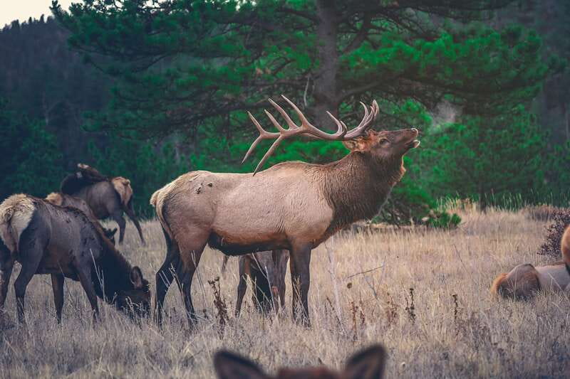 From Banff: Banff Wildlife & Scenic Highlights Premium Tour - Two Jack Lake: a quick stop that can still pay off