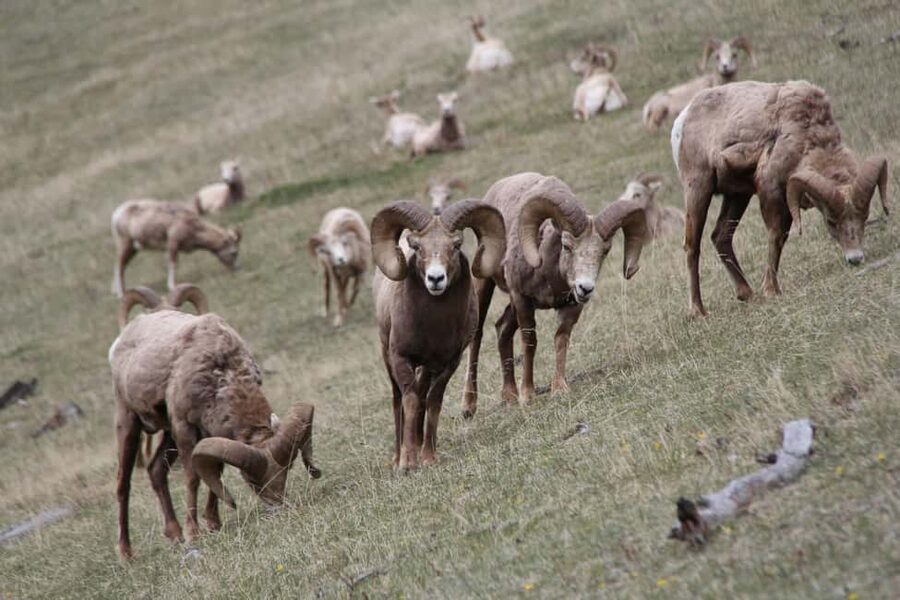 From Banff: Sunset Lake Louise, Moraine Lake & Wildlife Tour - Should you book? My practical take
