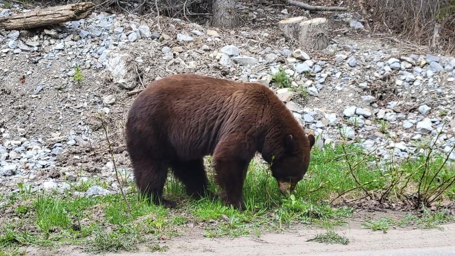 From Calgary to Banff: Day Trip with Wolfdog Sanctuary Visit - Kananaskis Country and Canmore Lunch Break: Mountains With a Real Pause