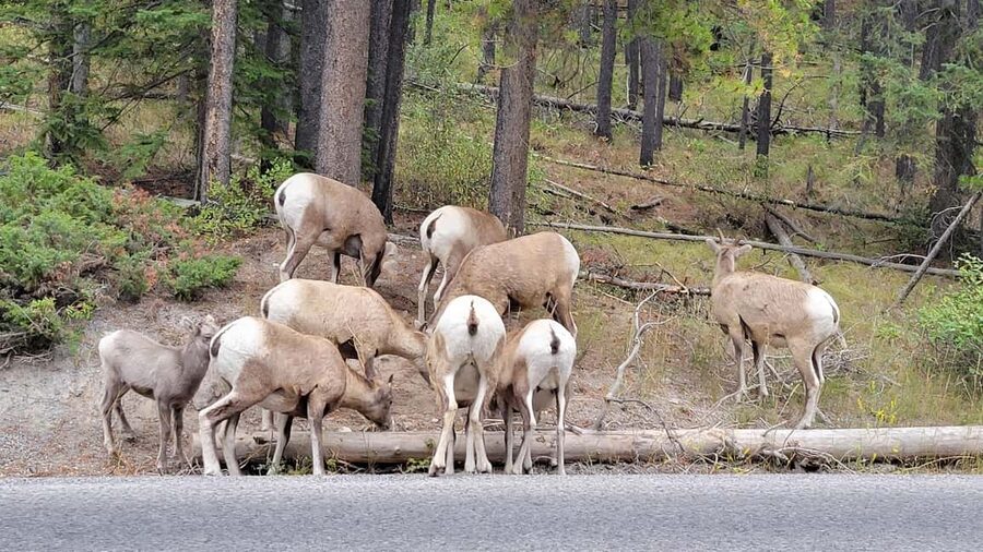From Calgary to Banff: Day Trip with Wolfdog Sanctuary Visit - Fairmont Banff Springs and Bow Falls: Classic Banff Icons Without the Hassle