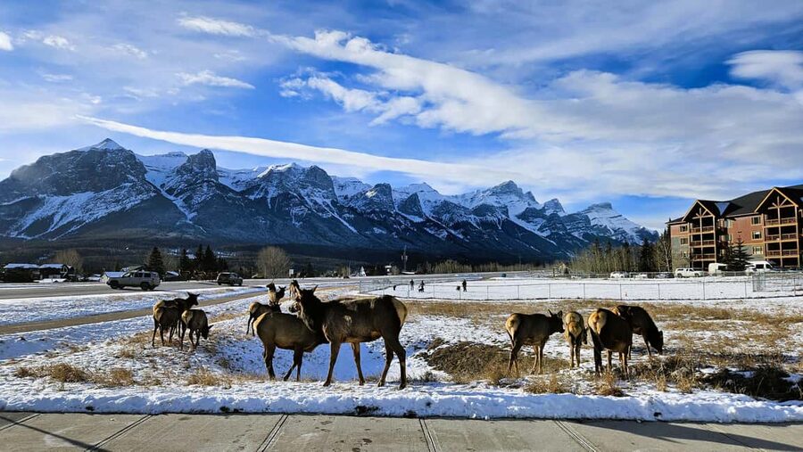 From Calgary to Banff: Day Trip with Wolfdog Sanctuary Visit - What to Bring and What to Skip (so your day stays comfortable)