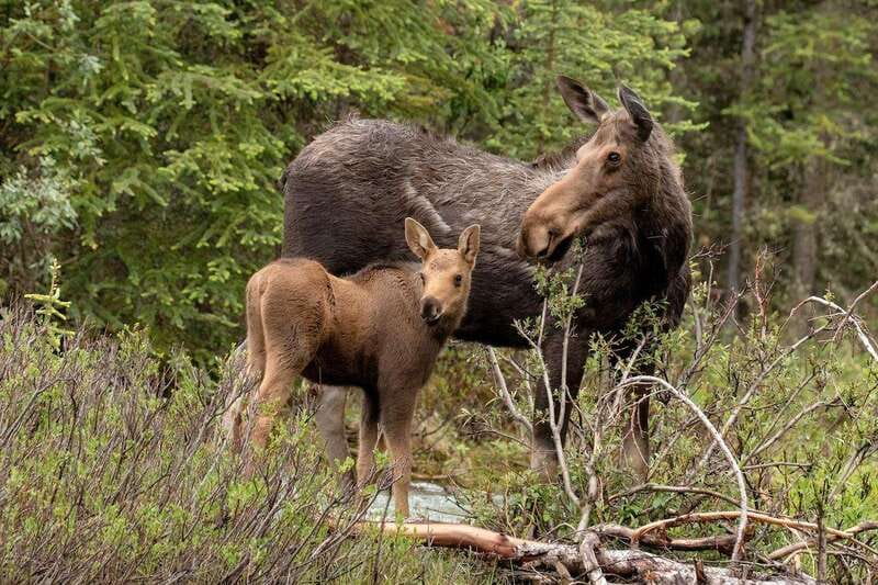 From Jasper: Jasper National Park Wildlife Discovery Tour - Wildlife Viewing Rules: Safe Distances, Binoculars, and No Guarantees