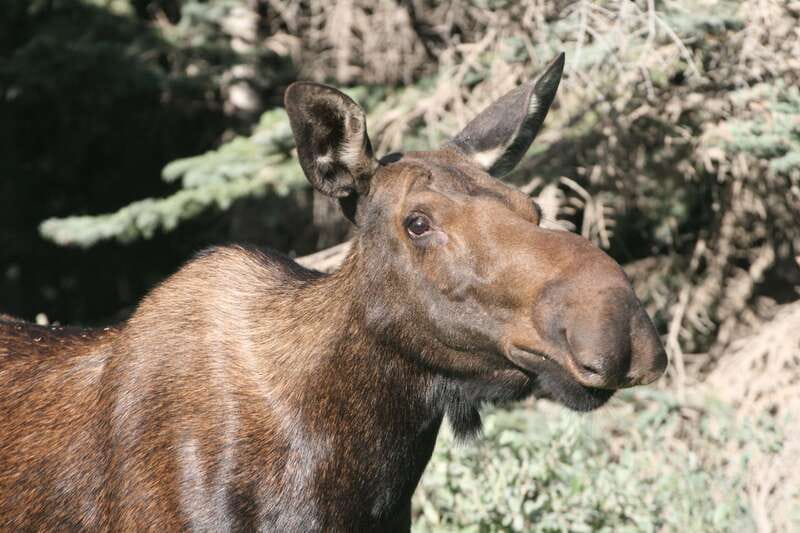 From Jasper: Jasper National Park Wildlife Discovery Tour - Comfort, Group Size, and Who Should Choose This Tour
