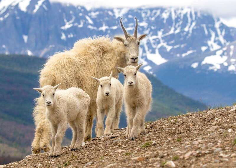 From Jasper: Jasper National Park Wildlife Discovery Tour - Value Check: Is $66 Worth It for Wildlife and Local Insight?