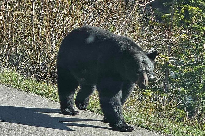 Full Day Private Tour Banff/Yoho Customized Sightseeing - Natural Bridge and Castle Mountain viewpoints: short stops with big payoff