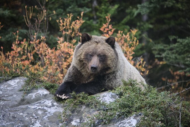 Guided Tour to Banff Highlights & Wildlife With Gondola Admission - Modern transportation and a max-12 group from Banff Train Station
