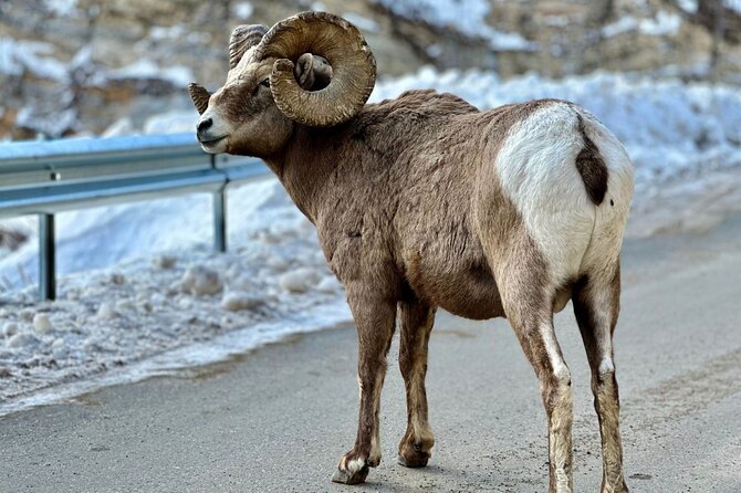Icefields Parkway Experience - Value check: is $153.40 worth it?