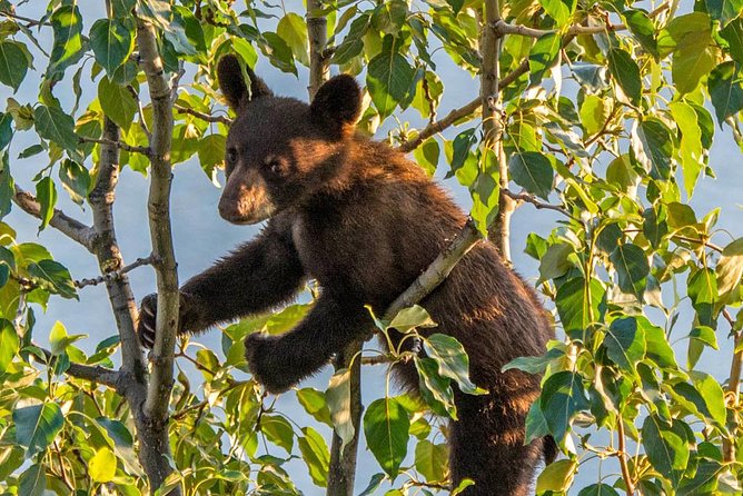 Jasper Evening Wildlife Tour - Key Things That Make This Jasper Evening Tour Worth It
