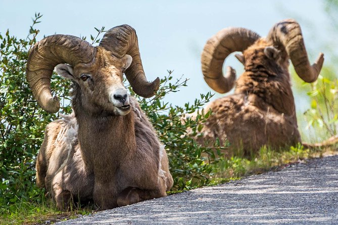 Jasper Evening Wildlife Tour - Hotel Pickup and a 20-Person Max: Less Stress, More Looking