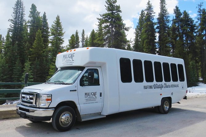Jasper Evening Wildlife Tour - How the Guide Improves Your Wildlife Odds (Even When Nothing’s Guaranteeable)