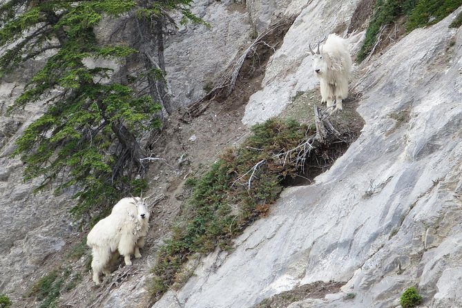 Jasper Evening Wildlife Tour - What Photo Stops and Short Walks Really Mean in the Field
