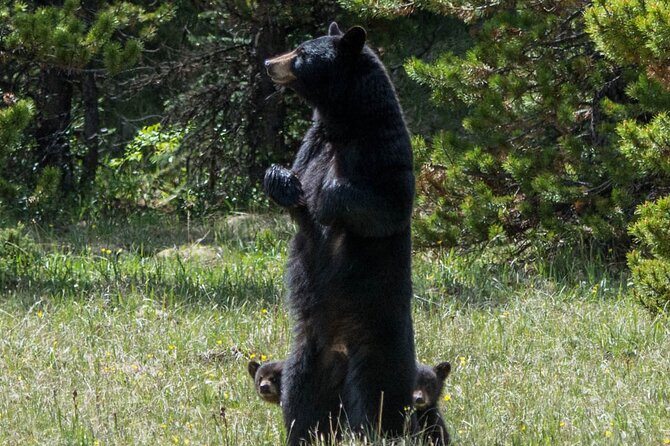Jasper Evening Wildlife Tour - The Animals You Might See (And What to Watch For)