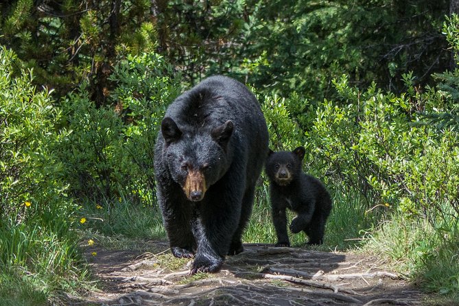 Jasper Evening Wildlife Tour - Living Like the Park: What the Commentary Adds