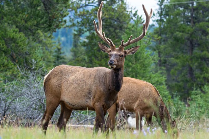 Jasper Evening Wildlife Tour - The Maligne Adventures Drive: Scenic Windows and Seasonal Stops