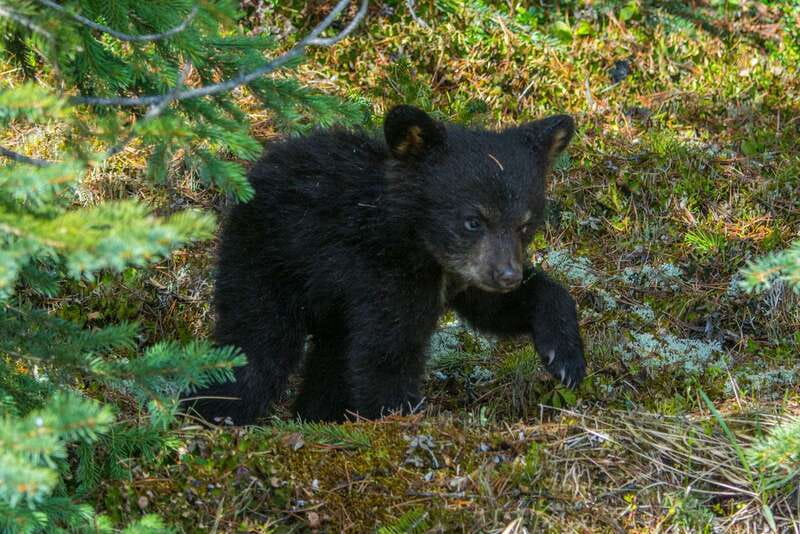 Jasper National Park: Evening or Morning Wildlife Watch Tour - Quick Hits Before You Go