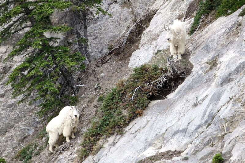 Jasper National Park: Evening or Morning Wildlife Watch Tour - Should You Book This Jasper Wildlife Watch Tour?
