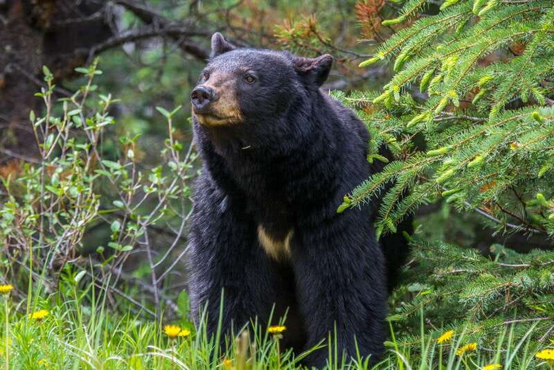 Jasper National Park: Evening or Morning Wildlife Watch Tour - A 3-Hour Jasper Wildlife Watch That Runs on Timing