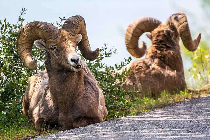 Jasper National Park: Evening or Morning Wildlife Watch Tour - Comfort, Photos, and the Small-Group Advantage in the Minibus