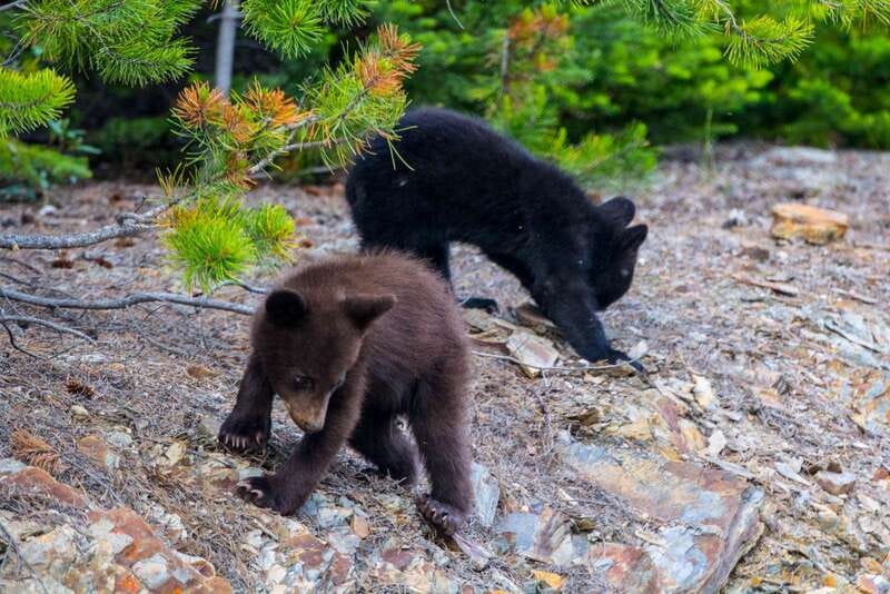 Jasper National Park: Evening or Morning Wildlife Watch Tour - Who This Tour Fits Best (and Who Should Skip It)