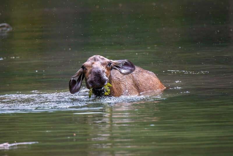 Jasper National Park: Evening or Morning Wildlife Watch Tour - Price Check: Is $63 Worth It in Jasper National Park?