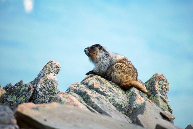 Jasper SkyTram - Wildlife watching and seasonal tricks: marmots, snowshoes, and what to bring