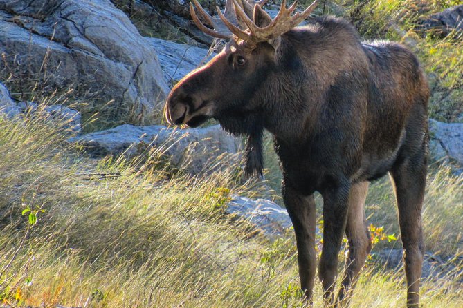 Jasper to Banff One-Way Tour - Crowfoot Glacier (and the Quick-Stretch Stops That Feel Like Real Time)