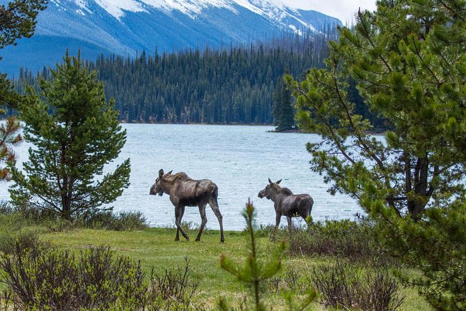 Jasper Wildlife and Sightseeing Tour with Maligne Lake Hike - Why Maligne Valley Works So Well in 6 Hours