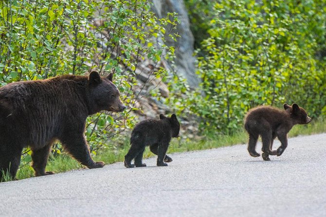 Jasper Wildlife and Sightseeing Tour with Maligne Lake Hike - Maligne Canyon Overlook: What You See When Waterfalls Are Closed
