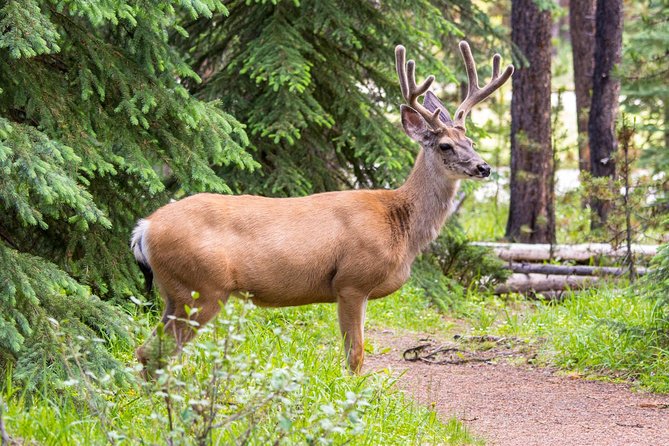 Jasper Wildlife and Sightseeing Tour with Maligne Lake Hike - Wildlife on the Move: How the Day Turns Into Moose-and-Bear Odds