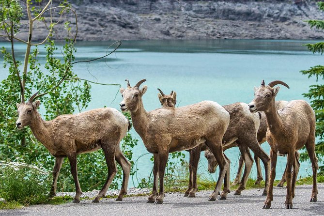 Jasper Wildlife and Sightseeing Tour with Maligne Lake Hike - Lunch and Food Reality Check: What’s On You