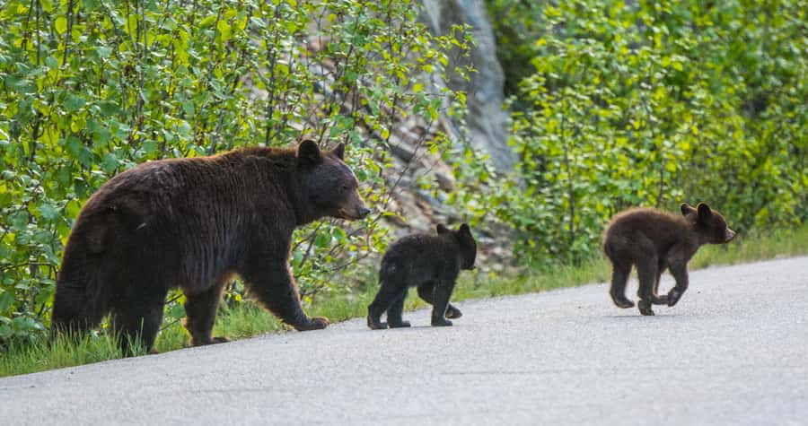 Jasper: Wildlife and Waterfalls Tour with Lakeshore Hike - Logistics That Matter: Pickup, What to Bring, and Weather