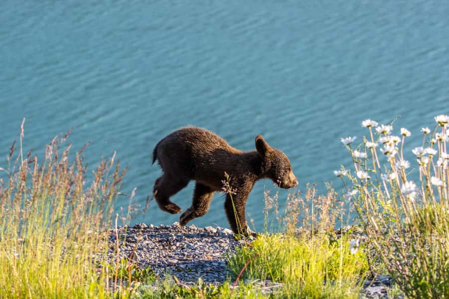 Jasper: Wildlife and Waterfalls Tour with Lakeshore Hike - From Jasper to Maligne Valley: the Ride and the Wildlife Game Plan