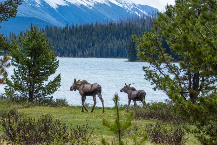 Jasper: Wildlife and Waterfalls Tour with Lakeshore Hike - Medicine Lake Viewpoint: Enjoy the Cliffs, Then Learn Why It’s Disappearing