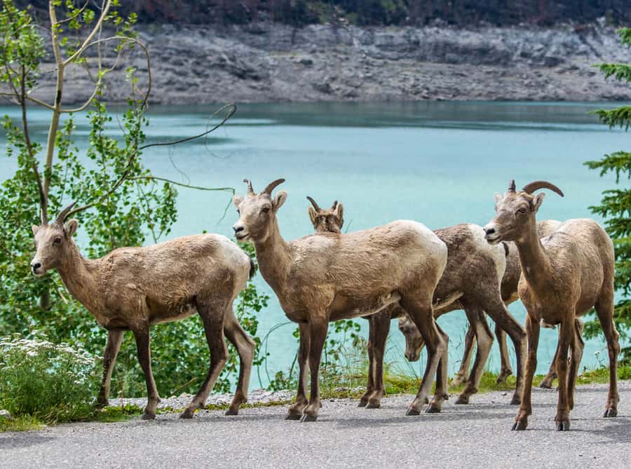Jasper: Wildlife and Waterfalls Tour with Lakeshore Hike - Wildlife Spotting That Actually Feels Guided