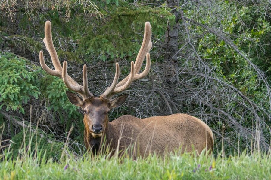 Jasper: Wildlife and Waterfalls Tour with Lakeshore Hike - Guide Commentary: Where the Day Becomes More Than Stops