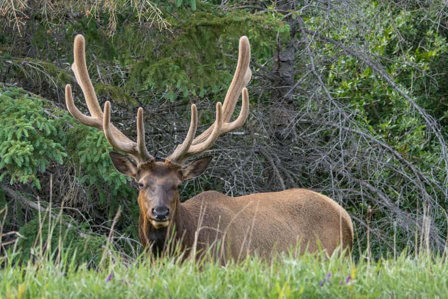 Jasper: Wildlife and Waterfalls Tour with Maligne Cruise - FAQ