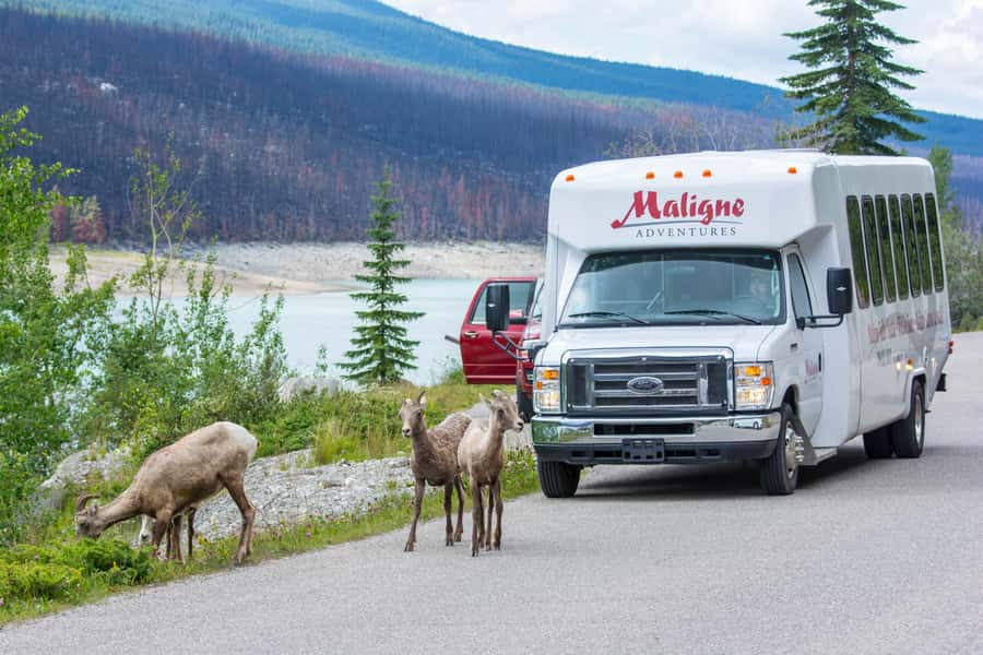 Jasper: Wildlife and Waterfalls Tour with Maligne Cruise - Maligne Lake Cruise to Spirit Island (90 Minutes on the Water)