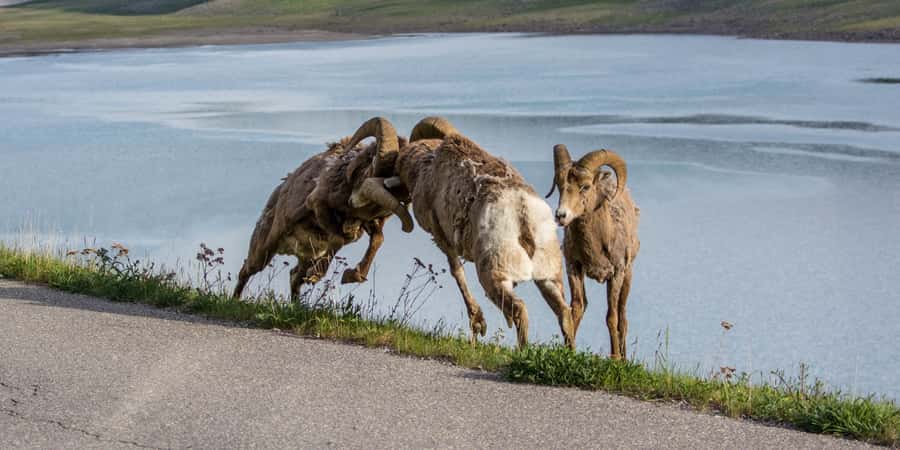 Jasper: Wildlife and Waterfalls Tour with Maligne Cruise - Wildlife Spotting With a Guide Who Actually Looks