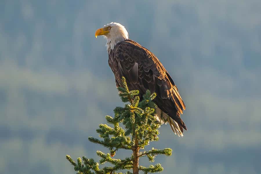 Jasper: Wildlife and Waterfalls Tour with Maligne Cruise - Price and Value: Why $155 Often Feels Fair Here