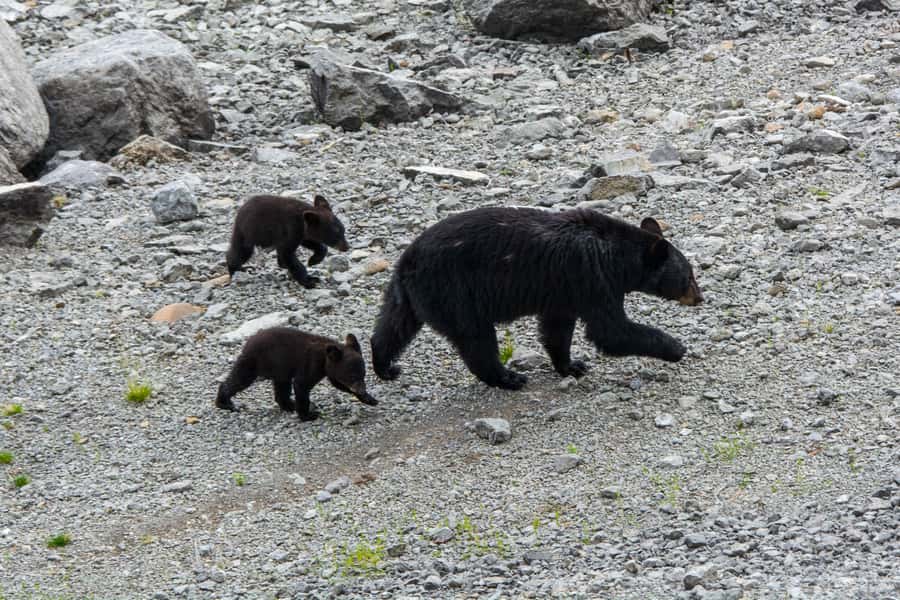 Jasper: Wildlife and Waterfalls Tour with Maligne Cruise - Should You Book This Jasper Wildlife and Waterfalls Tour?