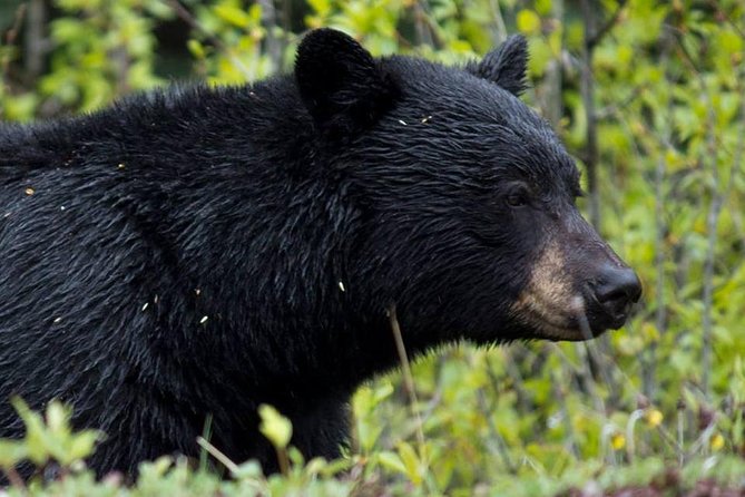 Jasper Wildlife & Sightseeing Tour with Maligne Lake Cruise - Maligne Canyon After the 2024 Wildfire: What You’ll See Instead
