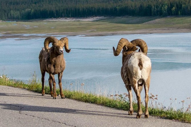 Jasper Wildlife & Sightseeing Tour with Maligne Lake Cruise - Maligne Lake Cruise and Spirit Island: The Main Event